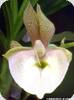 Catasetum pileatum Red Pena HCC/AOS